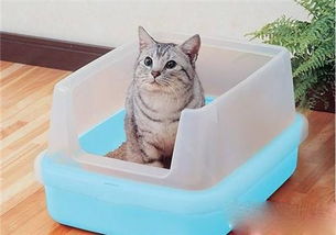 猫咪湿粮主食吃什么