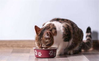 猫零食怎么吃