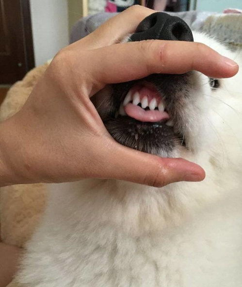 宠物狗牙齿清洁剂怎