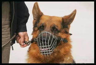 防止动物咬人的口罩