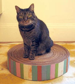 猫抓板适合多大的猫