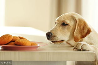 宠物狗的零食吃什么好消化