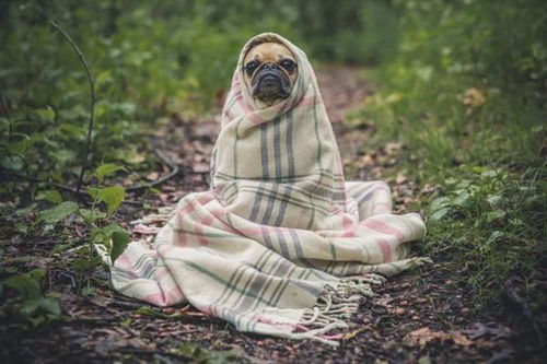 宠物狗冬天怎么保暖
