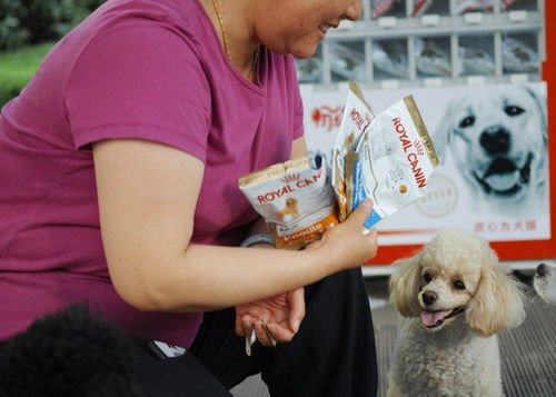 犬猫食品种类