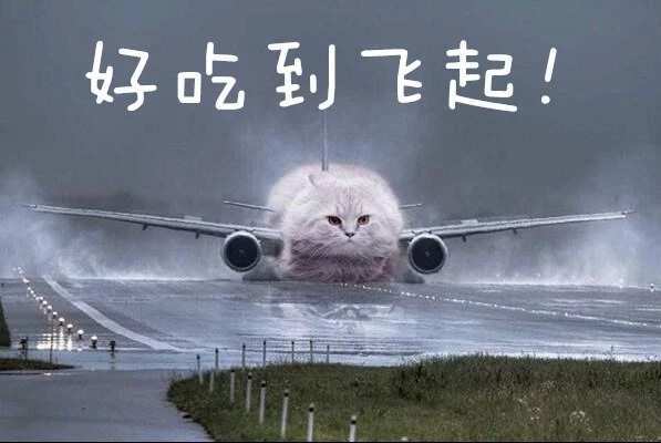 猫猫吃干粮需要咀嚼吗