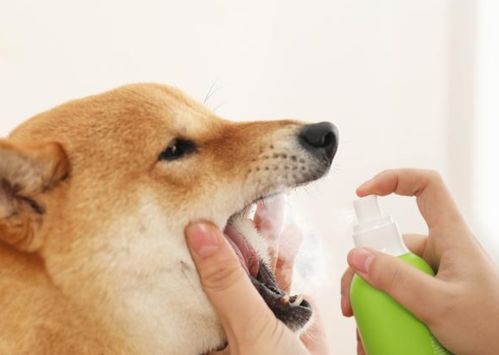 小狗清洁牙齿