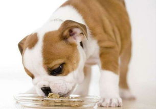 健康自制宠物零食教程图片