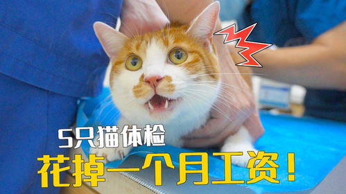 猫咪体检一般需要多