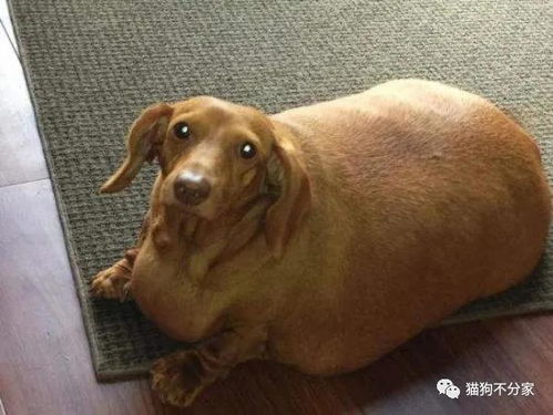 狗狗太胖会影响寿命