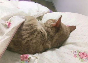 猫咪睡什么床好