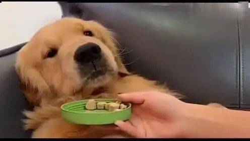 宠物犬饮食