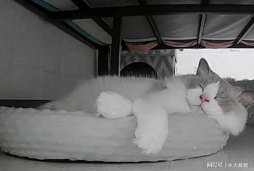猫睡床吗
