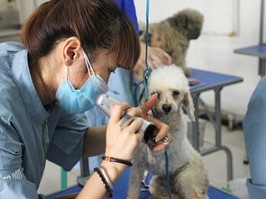 宠物美容师挣钱吗